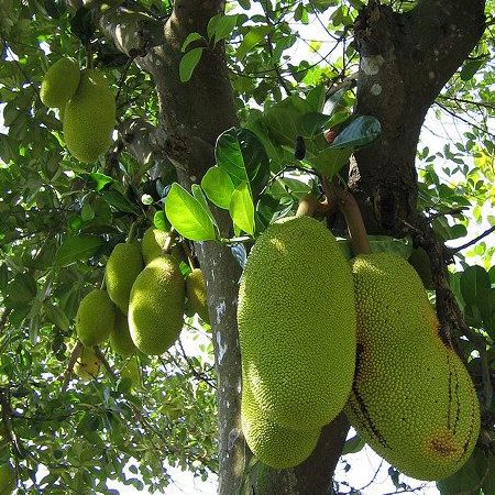 Kedai Makan Bawah Pokok Nangka 1 kedai makan bawah pokok nangka