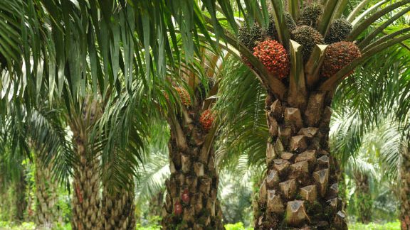 Kelapa Sawit 1 kelapa sawit