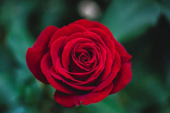 THE RED ROSE 1 the red rose